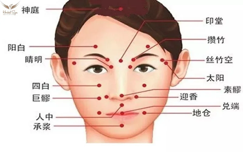 頭 つぼ 図解