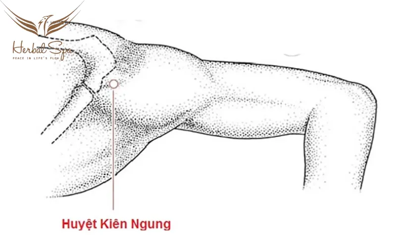 Huyệt Kiên Ngung