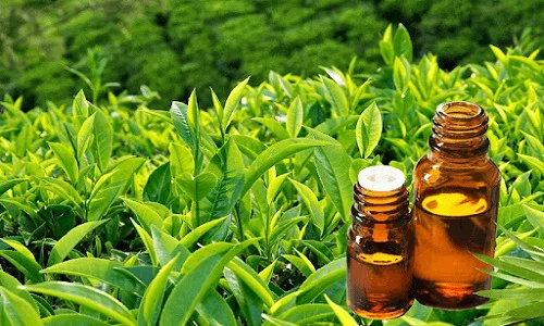 绿茶精油有助于带来最放松和愉快的