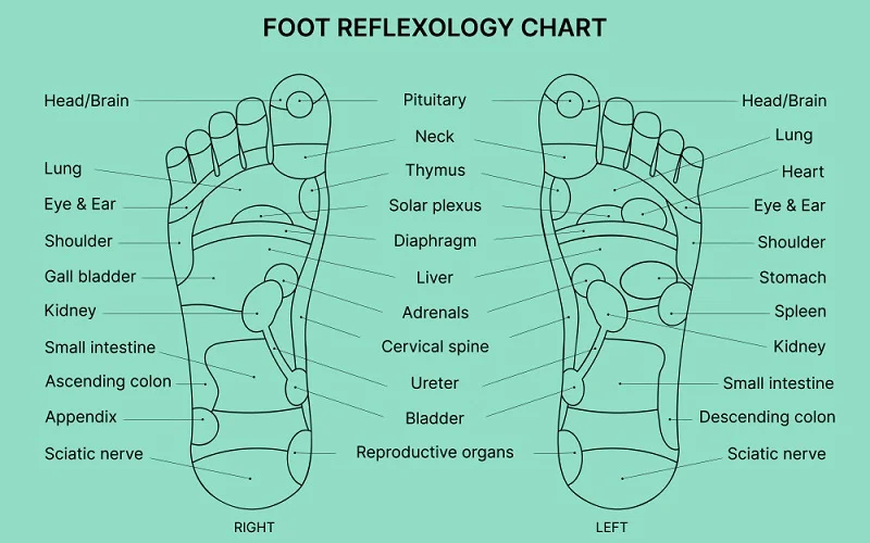 Foot Reflexology Chart