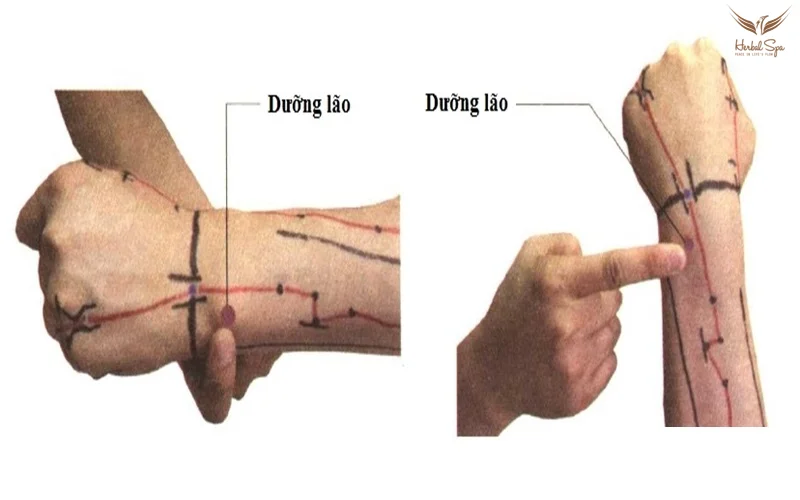 Vị trí huyệt Dưỡng Lão