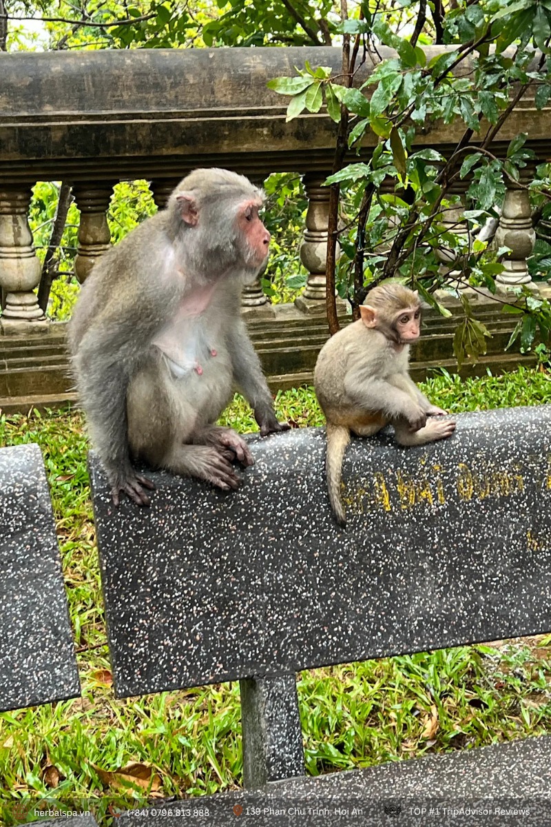 Monkeys at Marble Mountains