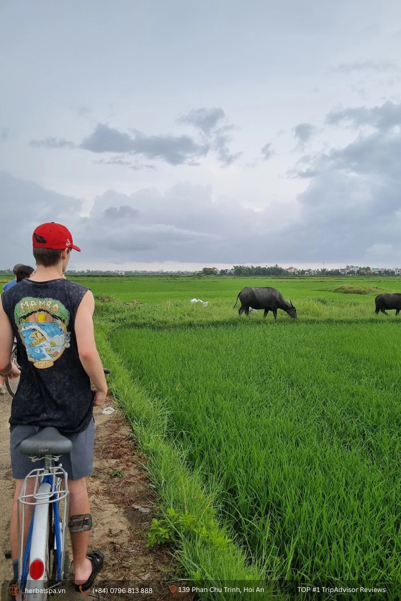 Travelers riding through the rice fields on Hai Ba Trung Street in Hoi An